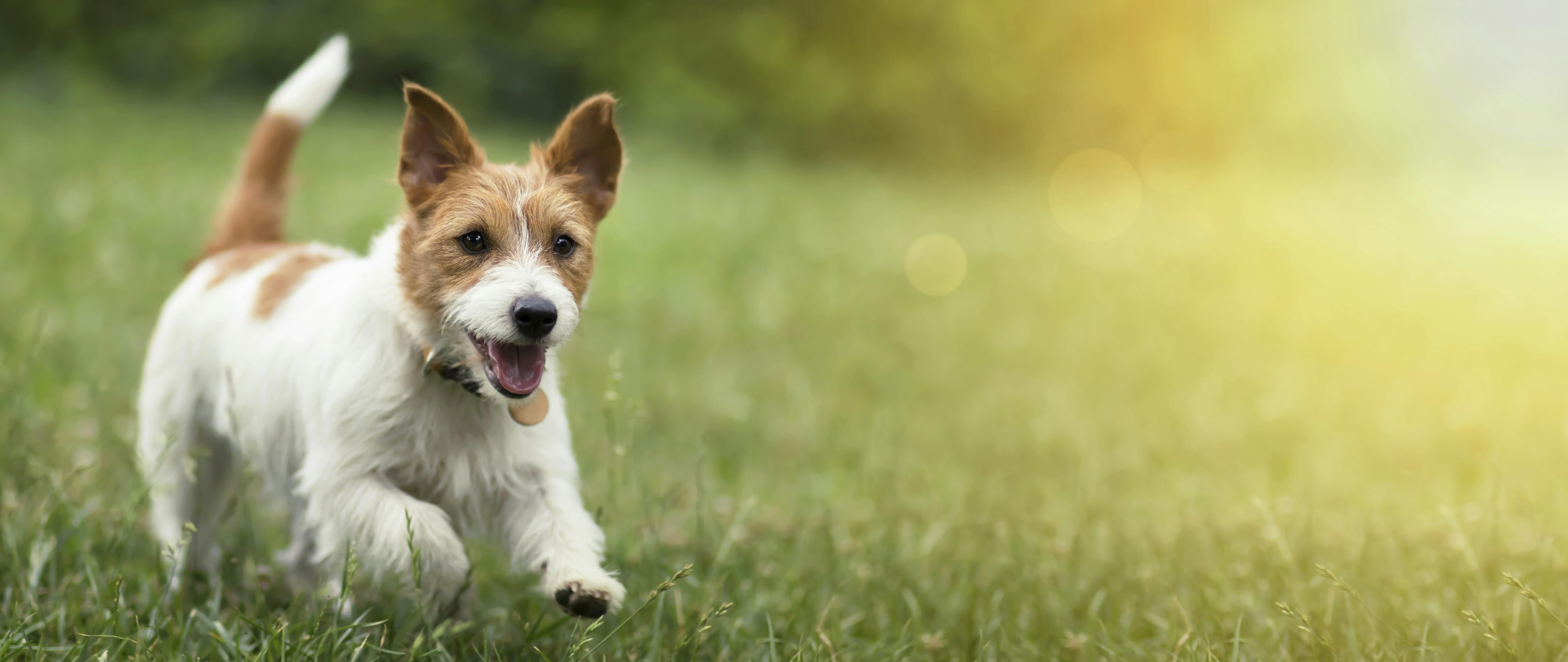 Dog Park