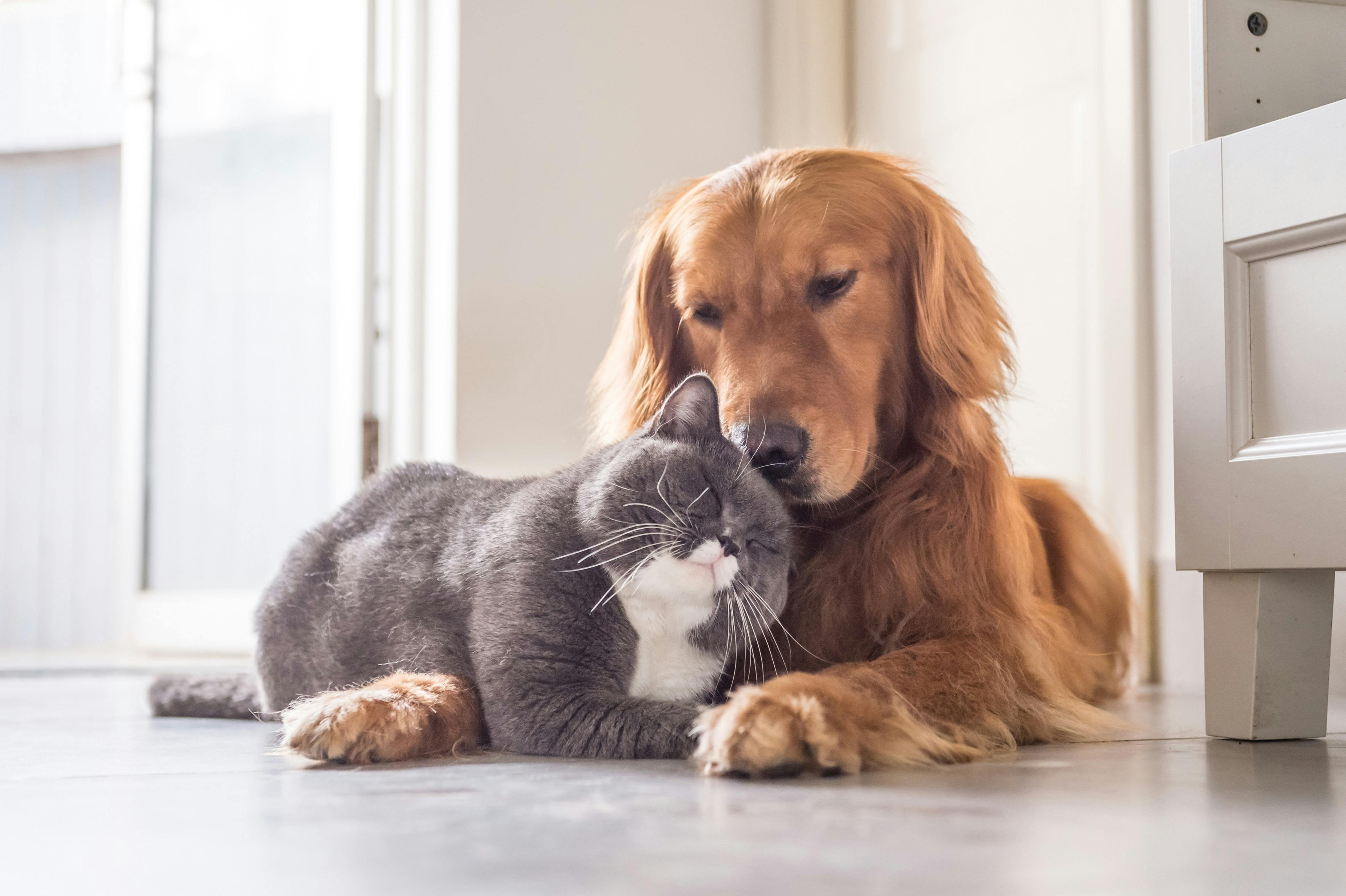 Pet-Friendly Community
