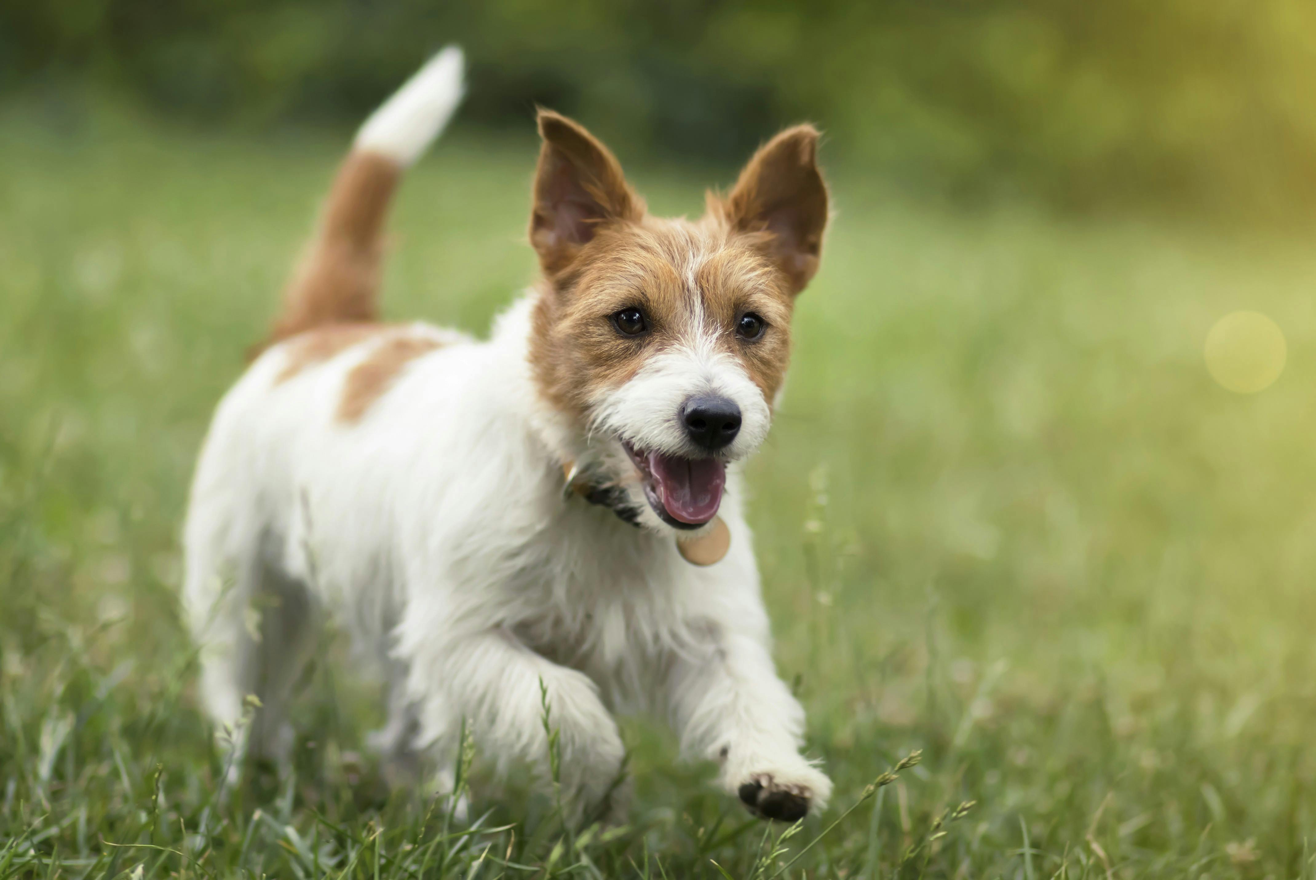 Community Dog Park